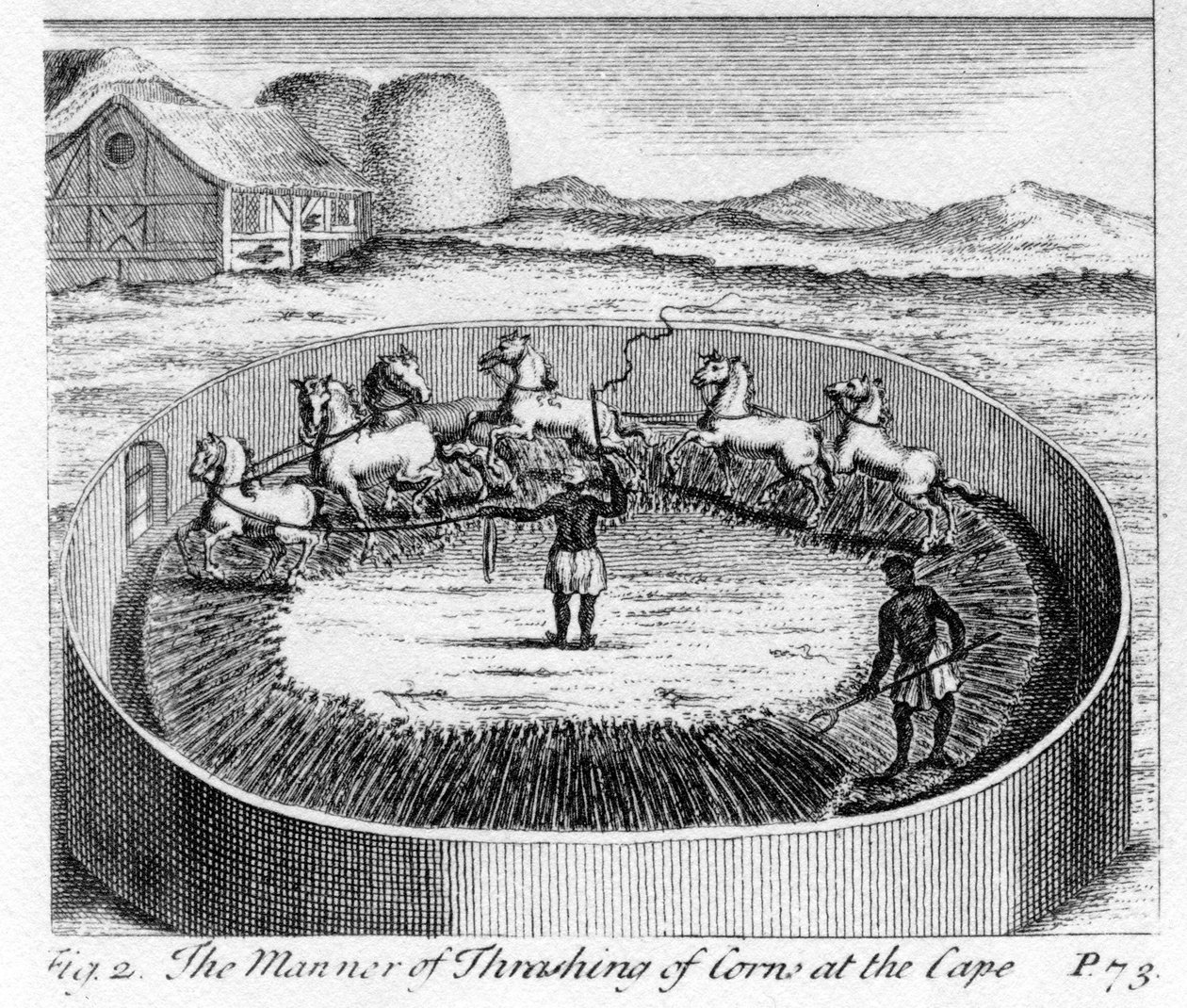 Il modo di trebbiare il grano al Capo, illustrazione da 