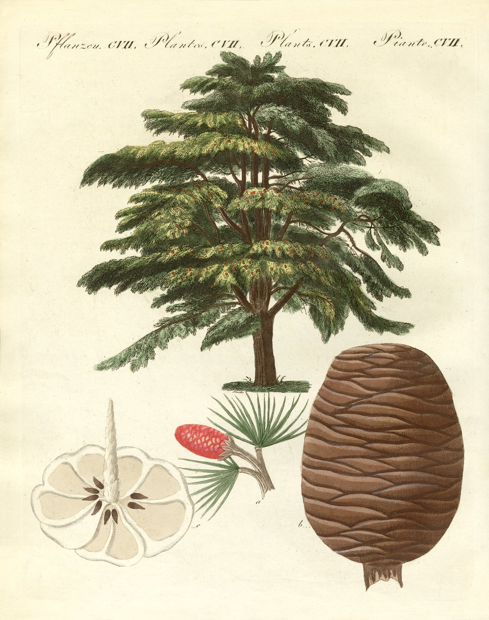 Il cedro del Libano da German School