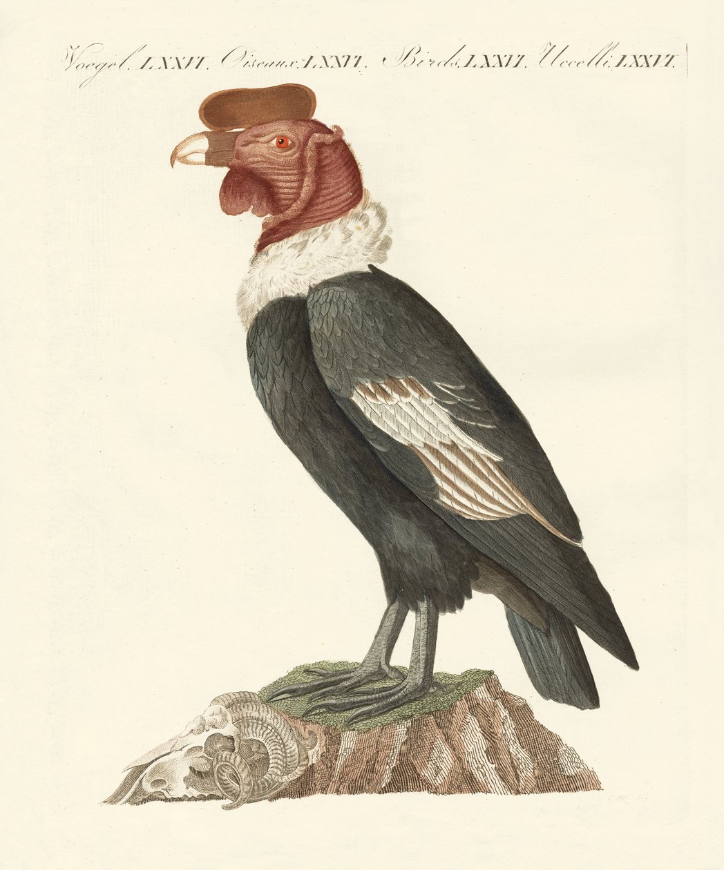 Il condor da German School