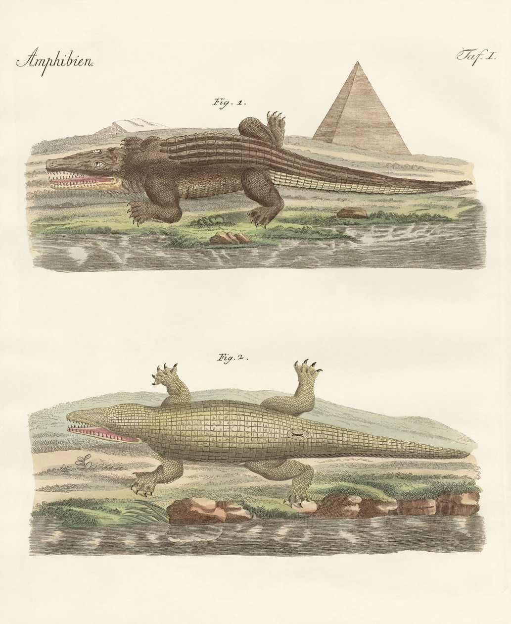Il coccodrillo da German School