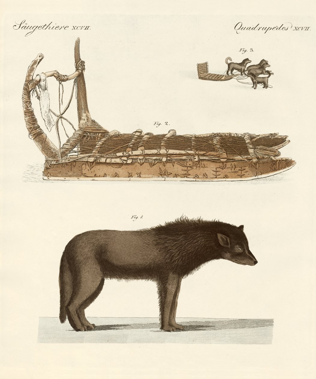 Il cane della Baia di Baffin da German School