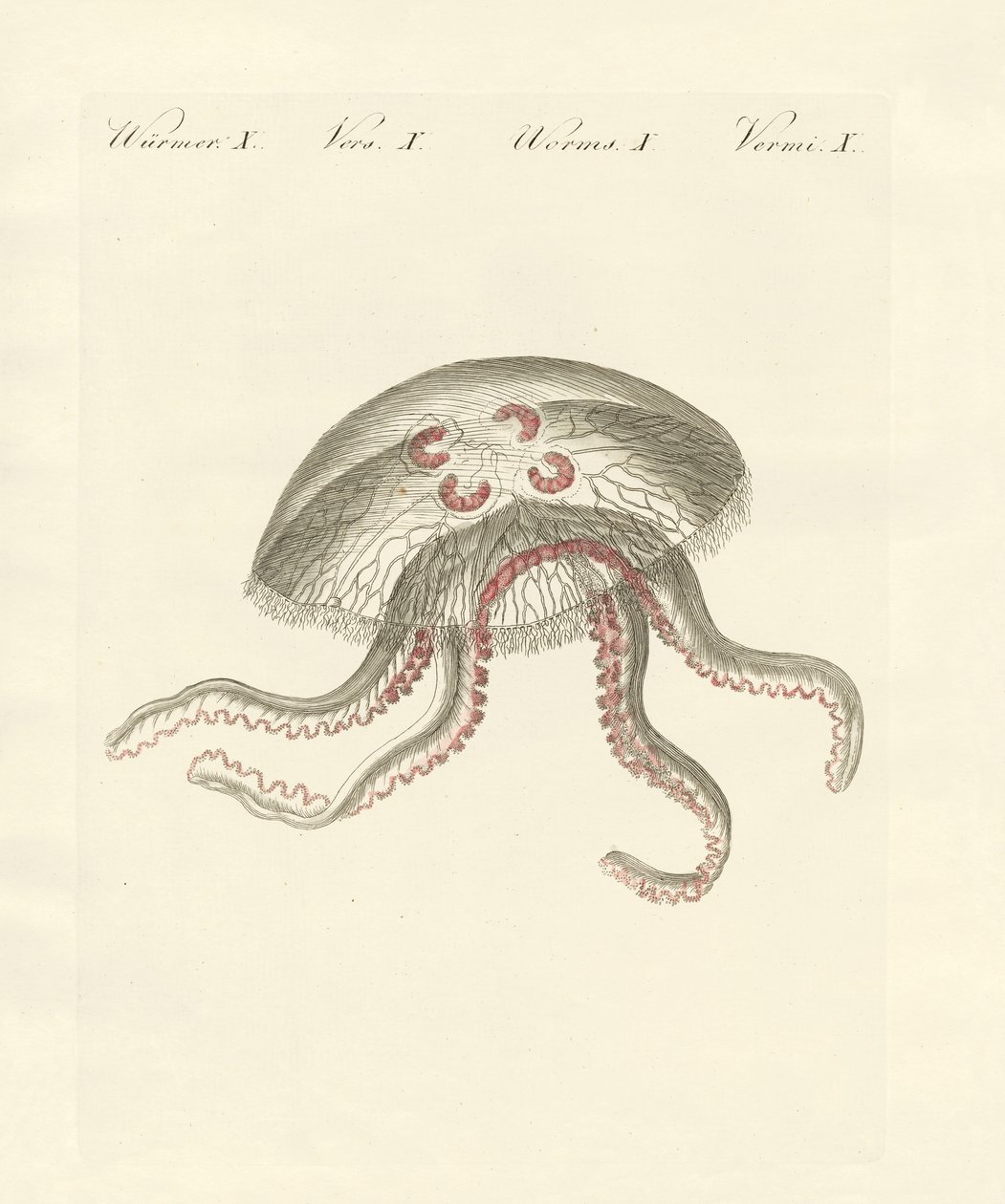 La medusa aurita da German School