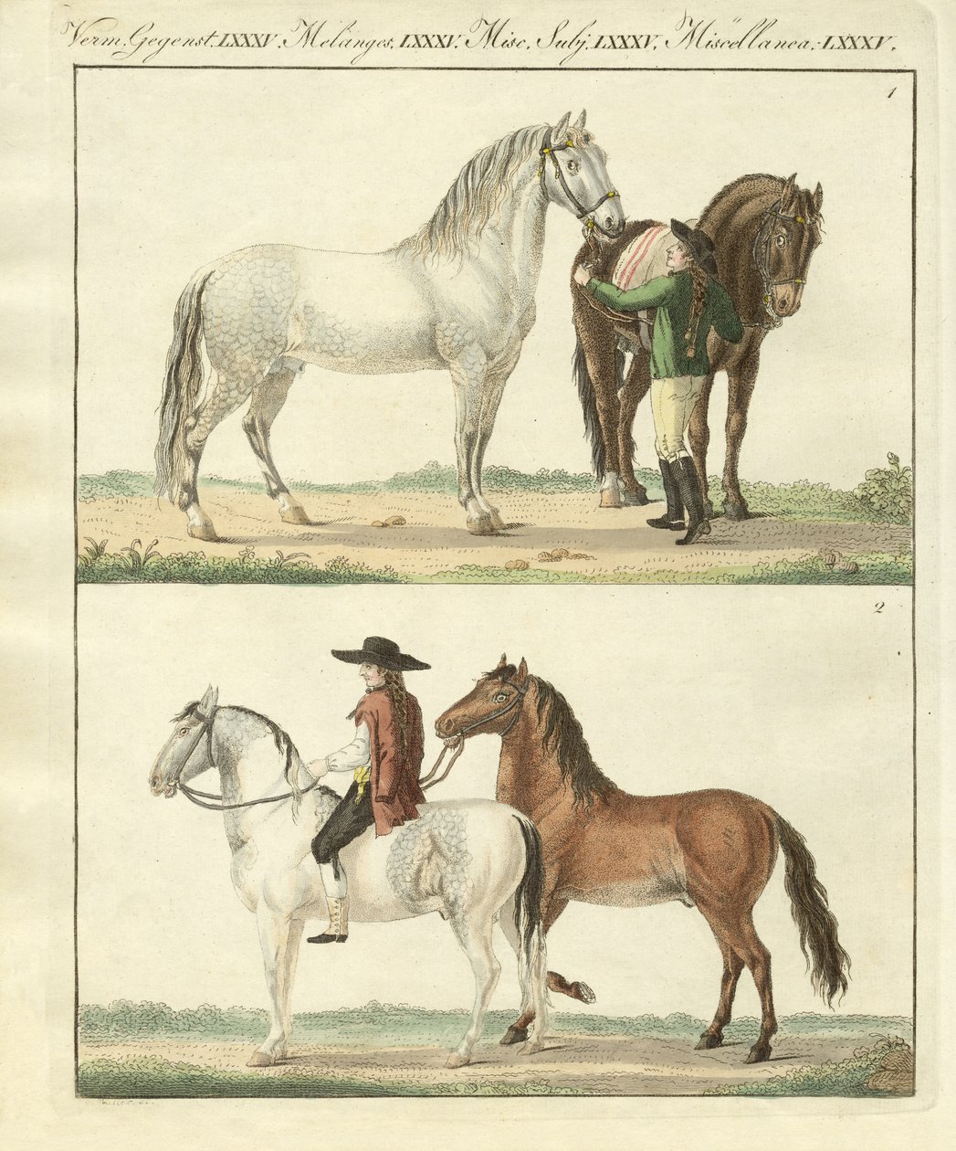 Il cavallo con i suoi diversi tipi da German School
