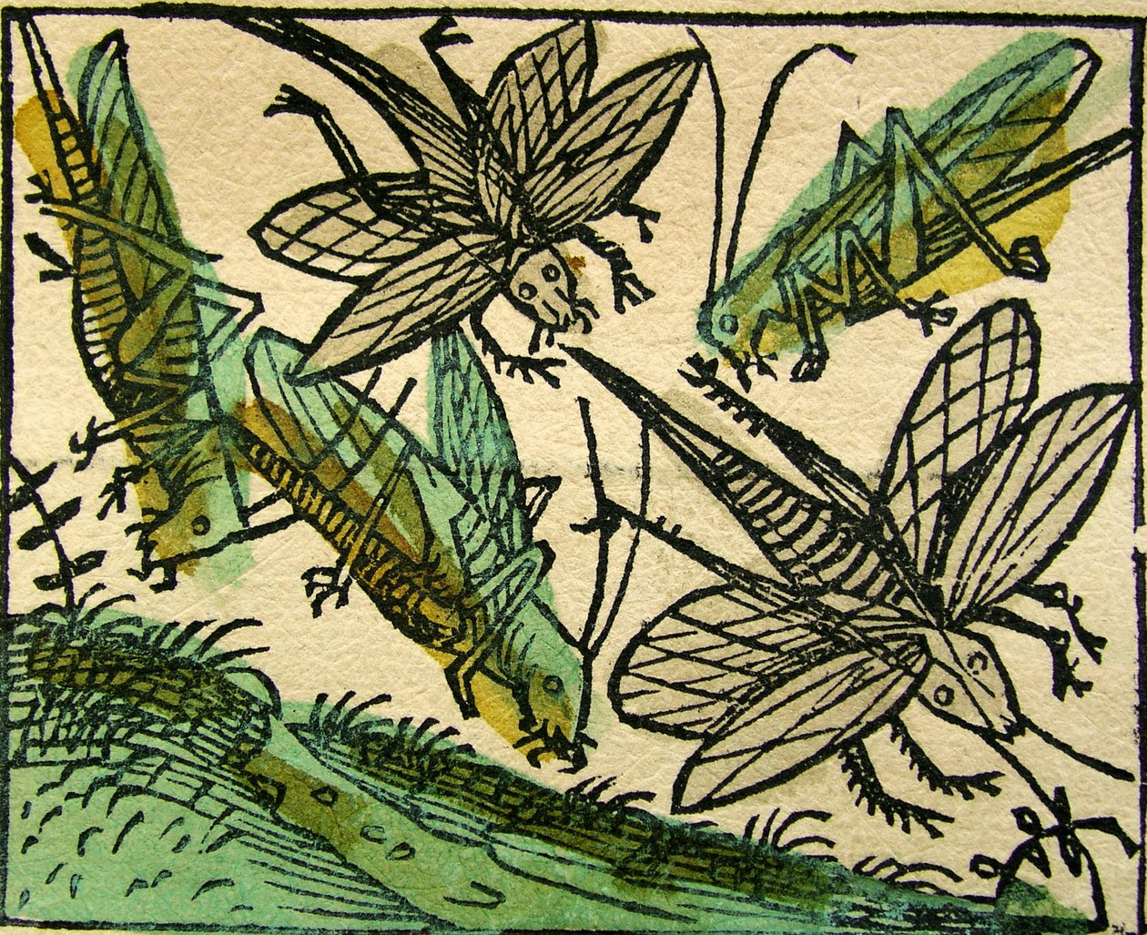 La piaga delle locuste, pubblicato nella Cronaca di Norimberga, 1493 da German School