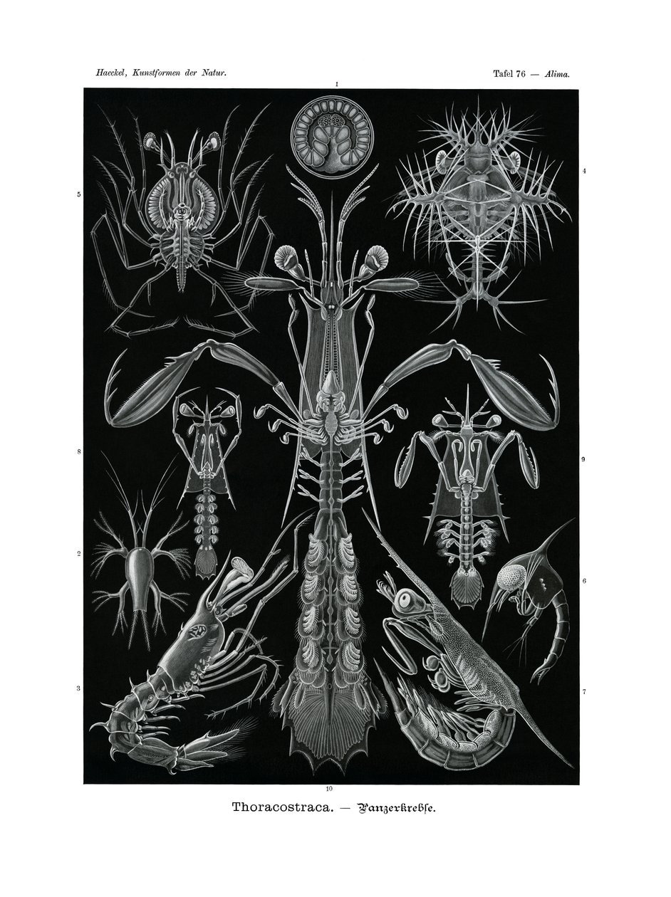 Thoracostraca da German School