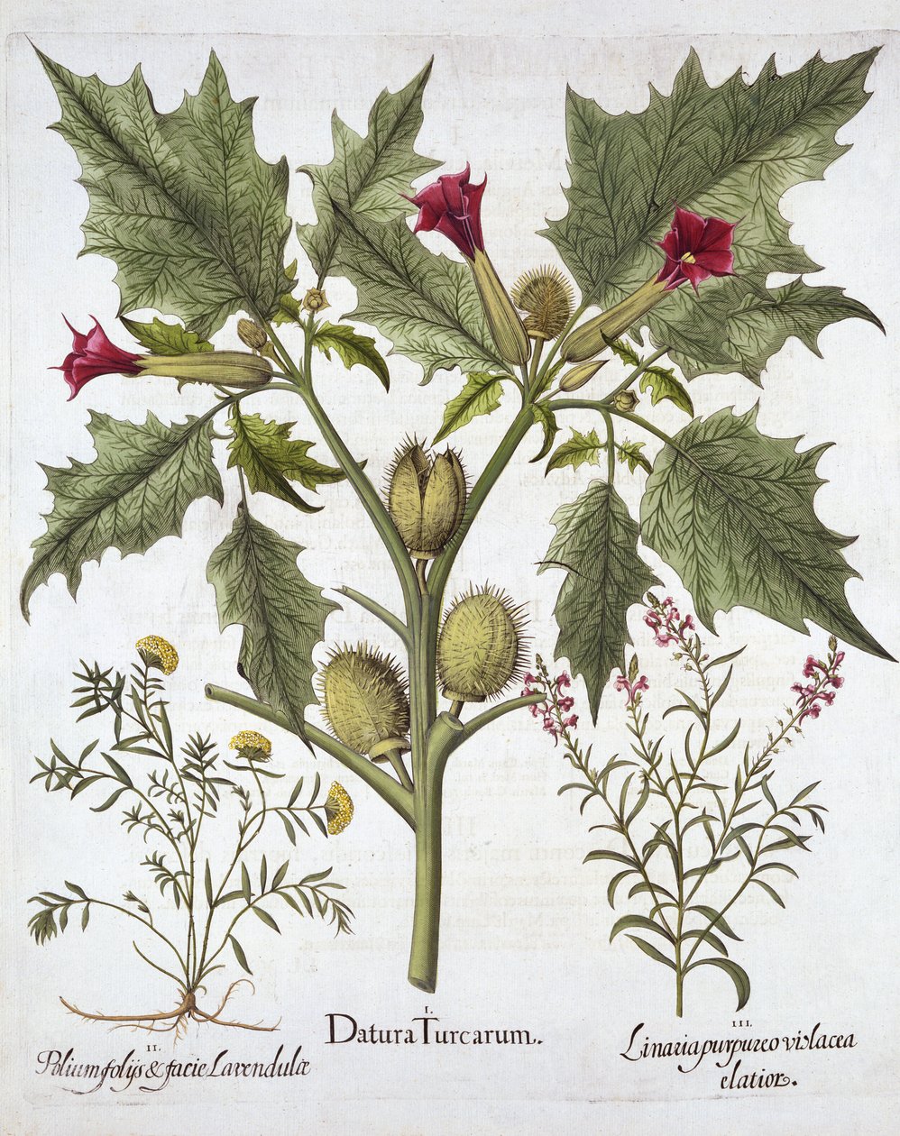 Stramonio, germander e linaria purpurea, da Hortus Eystettensis, di Basil Besler, pub. 1613 da German School