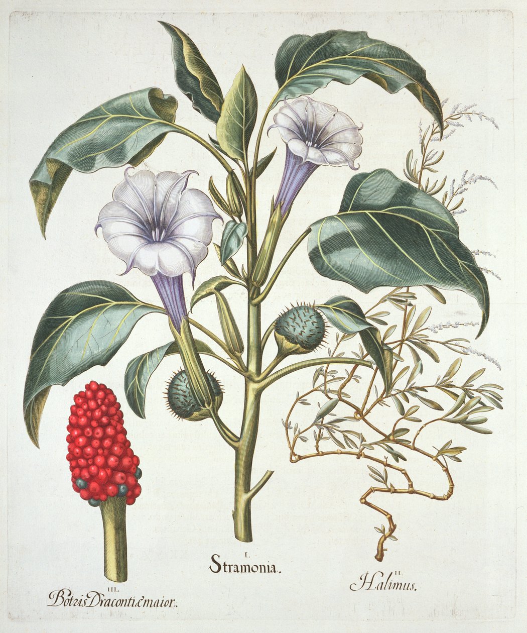 Stramonio, da Hortus Eystettensis di Basil Besler, pub. 1613 da German School