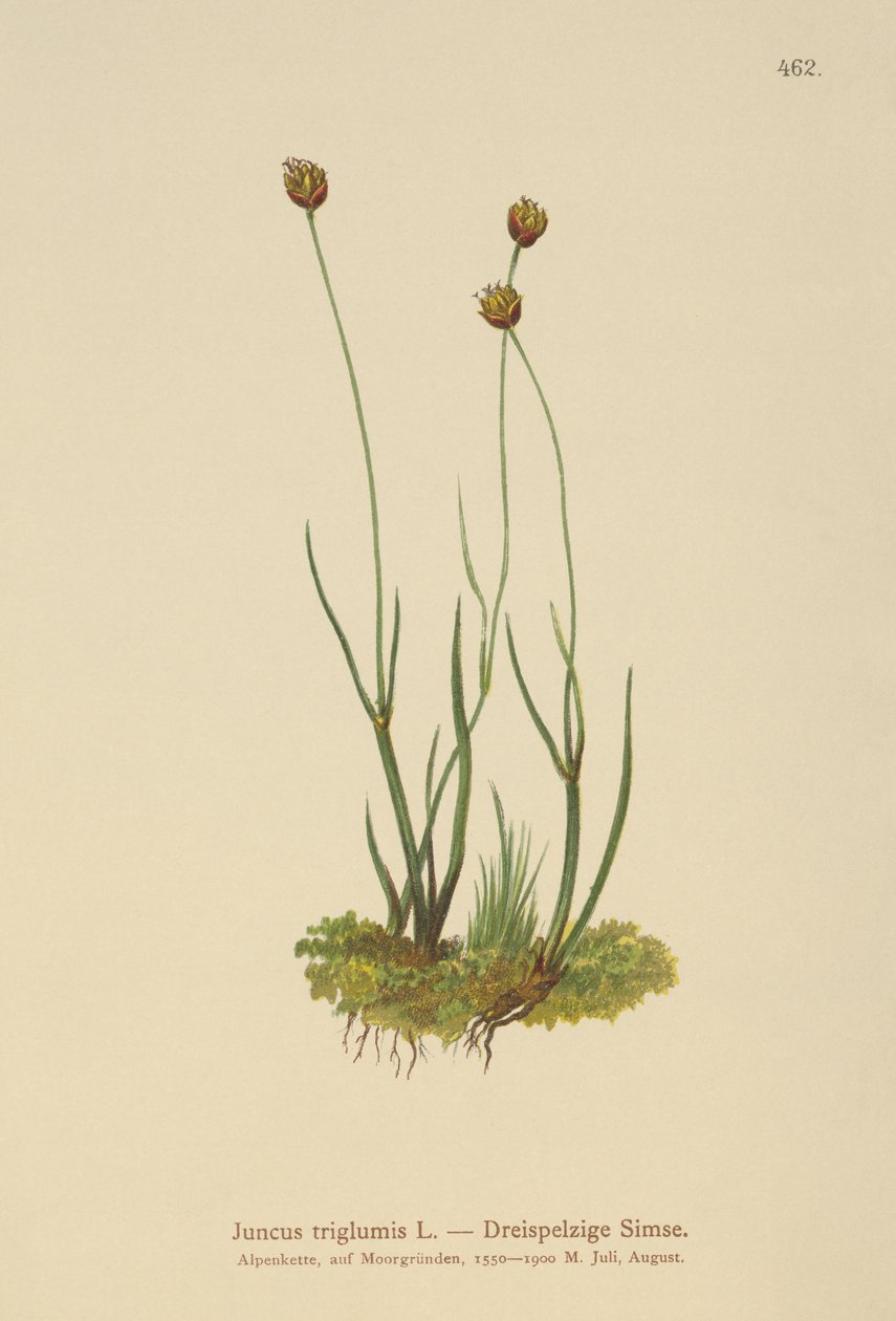 Juncus triglumis da German School