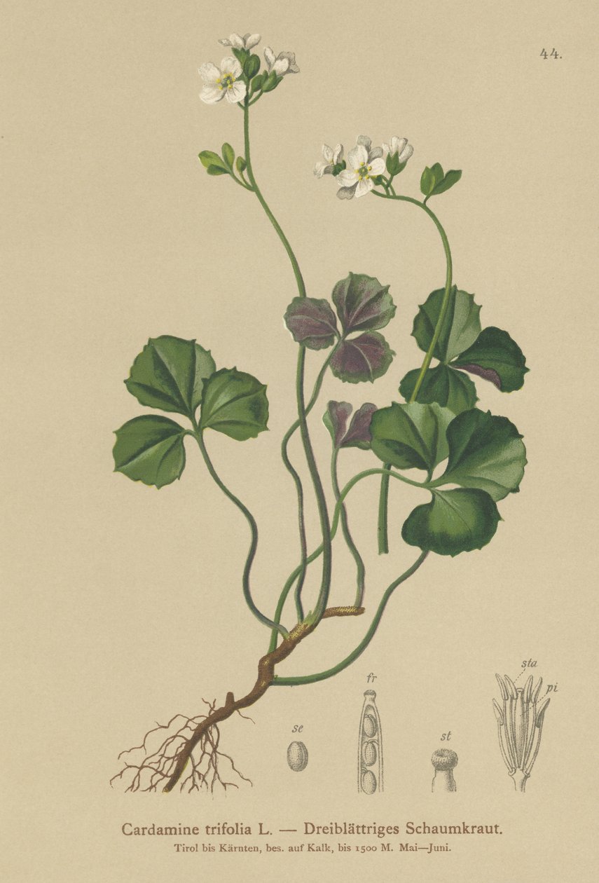 Cardamine trifogliata (Cardamine trifolia) da German School