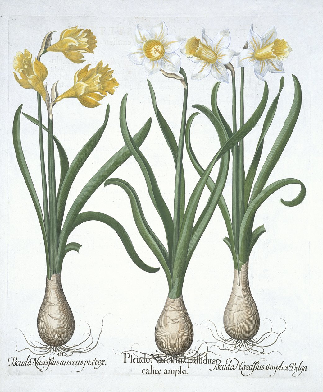 Tre pseudo-narcisi, da Hortus Eystettensis, di Basil Besler, pub. 1613 da German School