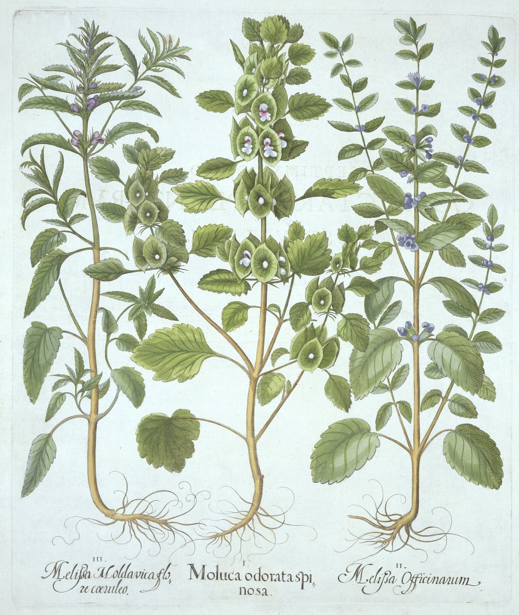 Tre tipi di melissa, da Hortus Eystettensis, di Basil Besler, pub. 1613 da German School