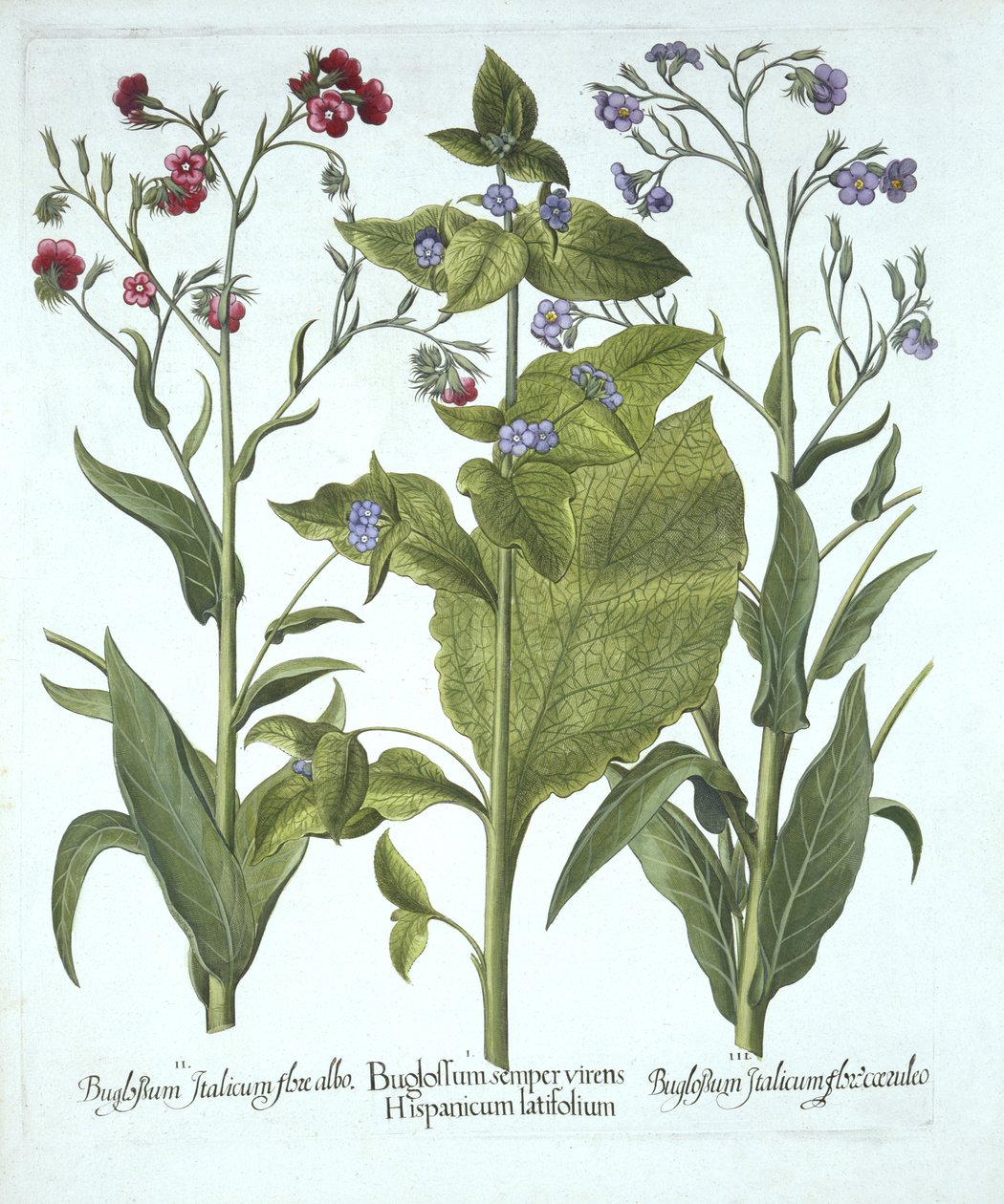 Tre varietà di buglosside, da Hortus Eystettensis, di Basil Besler, pub. 1613 da German School