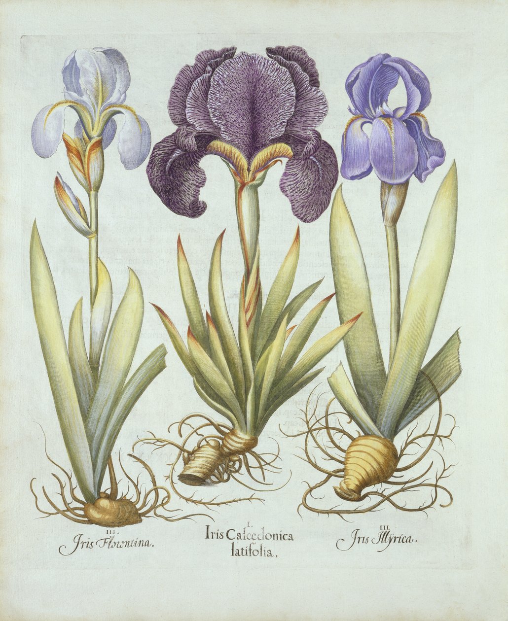 Tre varietà di iris rizomatosi senza barba, da Hortus Eystettensis, di Basil Besler, pub. 1613 da German School