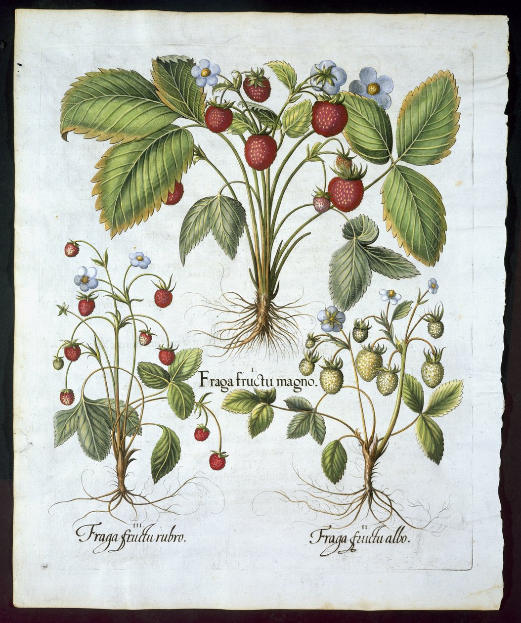 Tre varietà di fragole, tavola 116, da Hortus Eystettensis di Basil Besler (1561-1629) pubblicato nel 1613 da German School