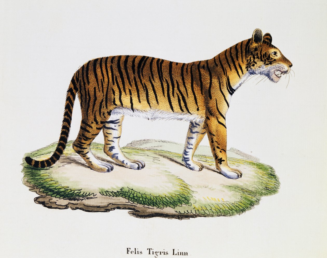 Tigre (Felis tigris), da Mammiferi illustrati dalla Natura con descrizioni, di Johann Christian Daniel von Schreber (1739-1810), incisione di IC Bock dopo disegno di A Fleischmann, volume 3, tavola 98 A, Germania da German School