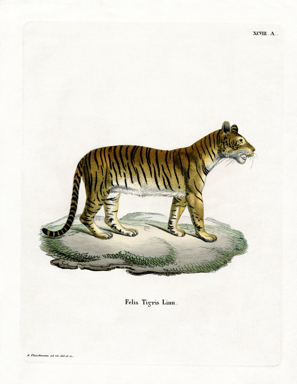 Tigre da German School