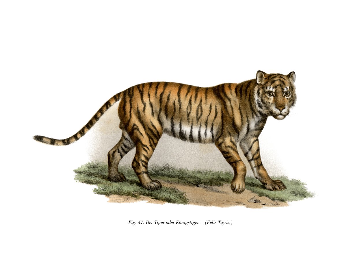 Tigre, 1860 da German School