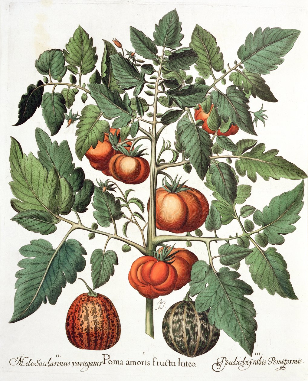 Pomodori e Meloni, dal Hortus Eystettensis di Basil Besler, pub. 1613 da German School