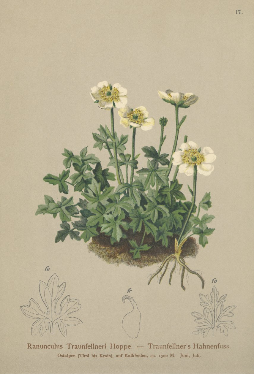 Ranuncolo di Traunfellner (Ranunculus traunfellneri) da German School