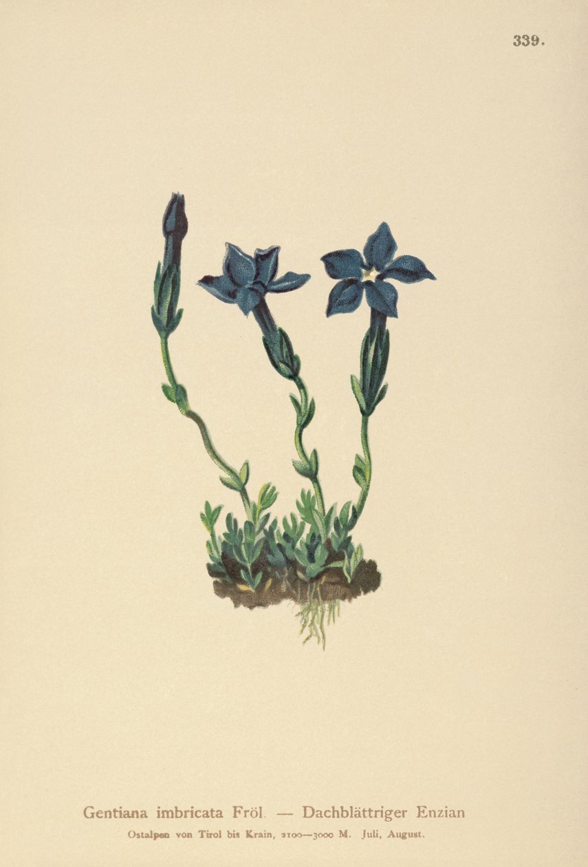 Genziana del Triglav (Gentiana terglouensis, Gentiana imbricata) da German School