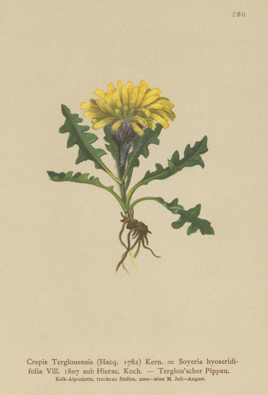 Crepis del Triglav (Crepis Terglouensis, Soyeria hyoseridifolia sub Hierac.) da German School