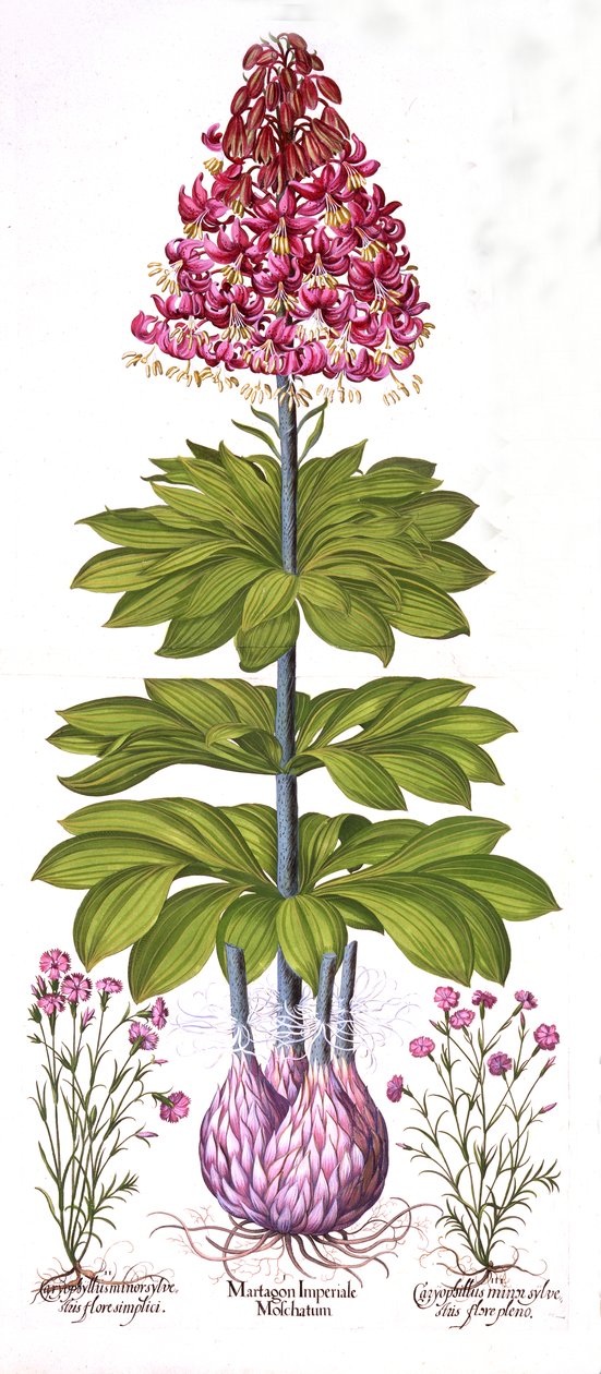 Giglio turco e dianthus, da Hortus Eystettensis, di Basil Besler, pub. 1613 da German School