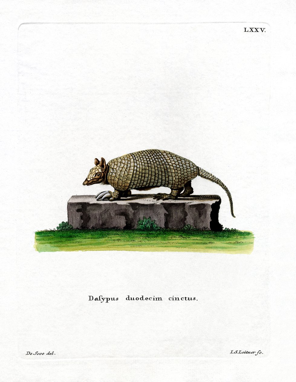 Armadillo a dodici bande da German School
