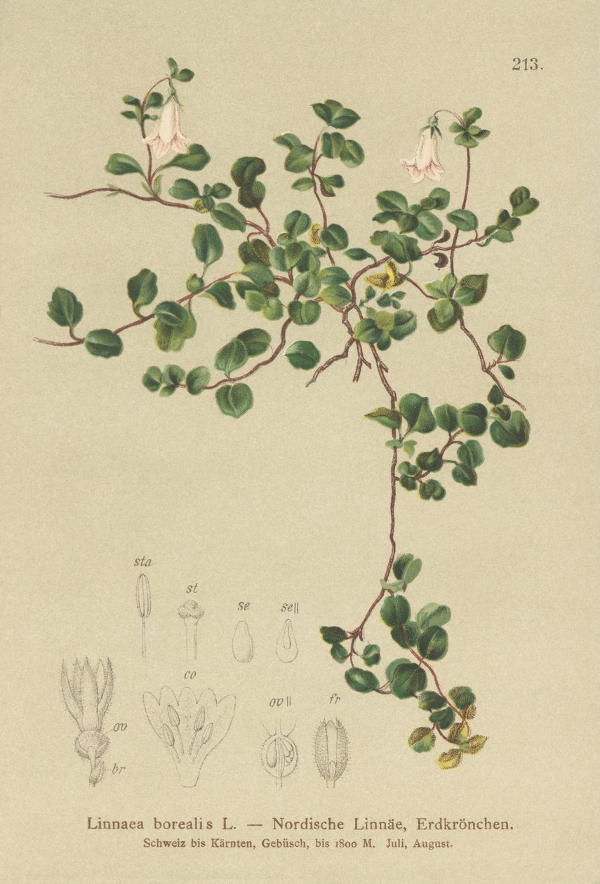 Linnaea boreale (Linnaea borealis) da German School