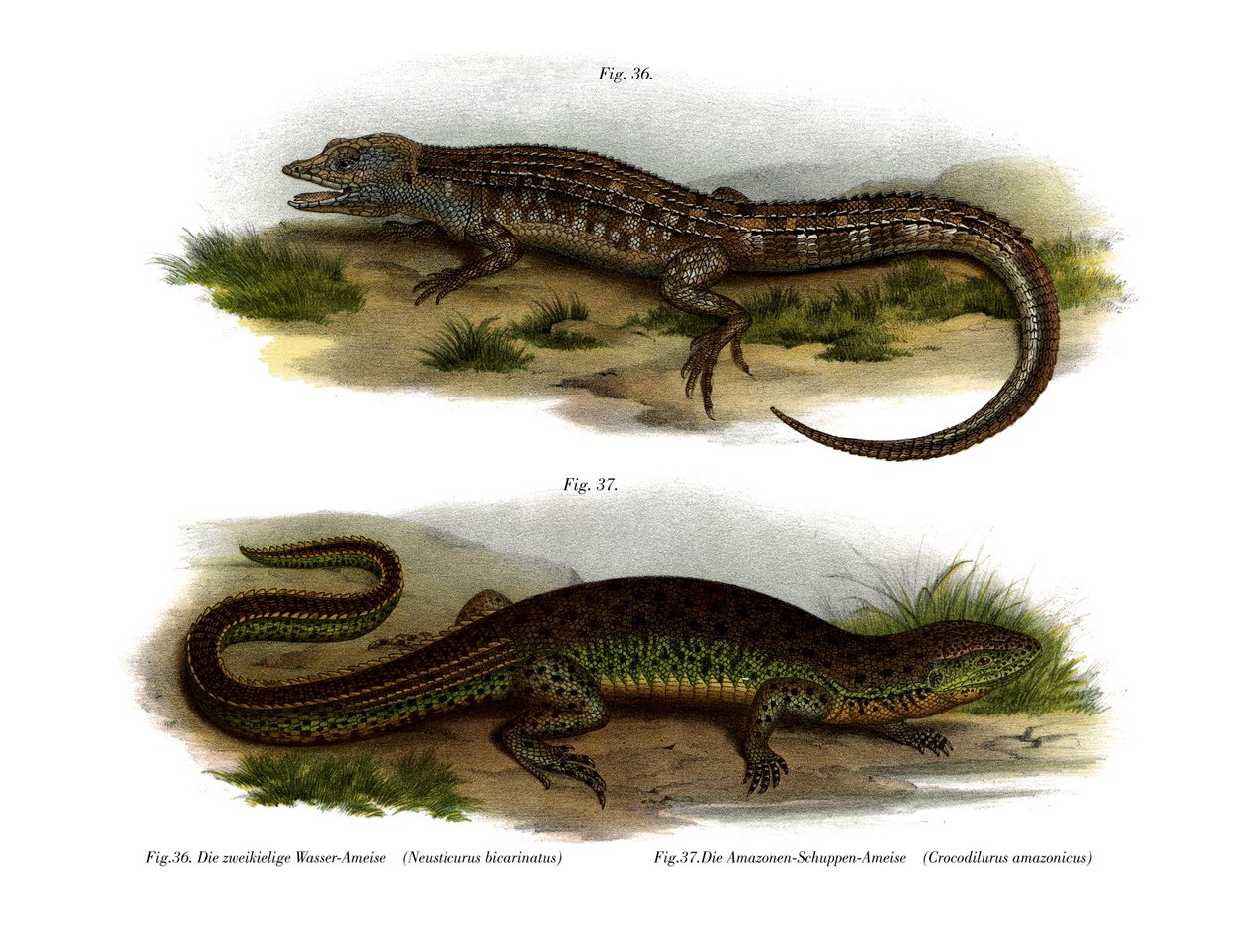 Neusticurus bifronte da German School