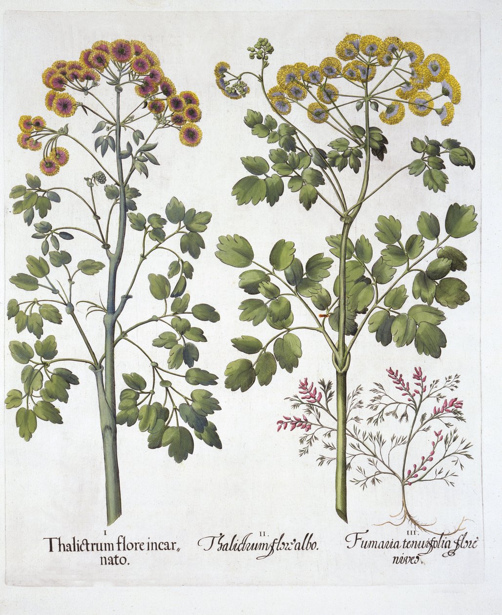 Due tipi di ruta dei prati e fumaria, da Hortus Eystettensis, di Basil Besler, pub. 1613 da German School