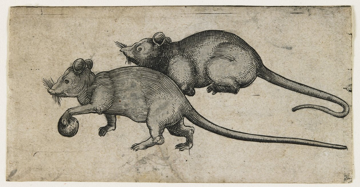 Due topi, 1450-80 da German School