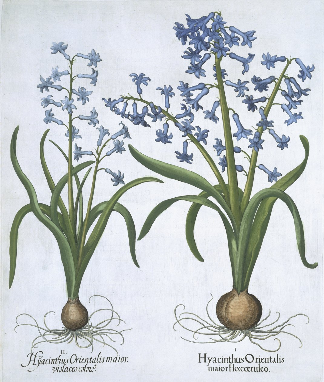 Due giacinti blu, da Hortus Eystettensis, di Basil Besler, pub. 1613 da German School
