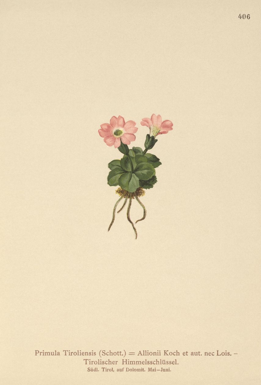Primula tirolese (Primula tyrolensis, Primula Tirolensis, Primula Allionii) da German School