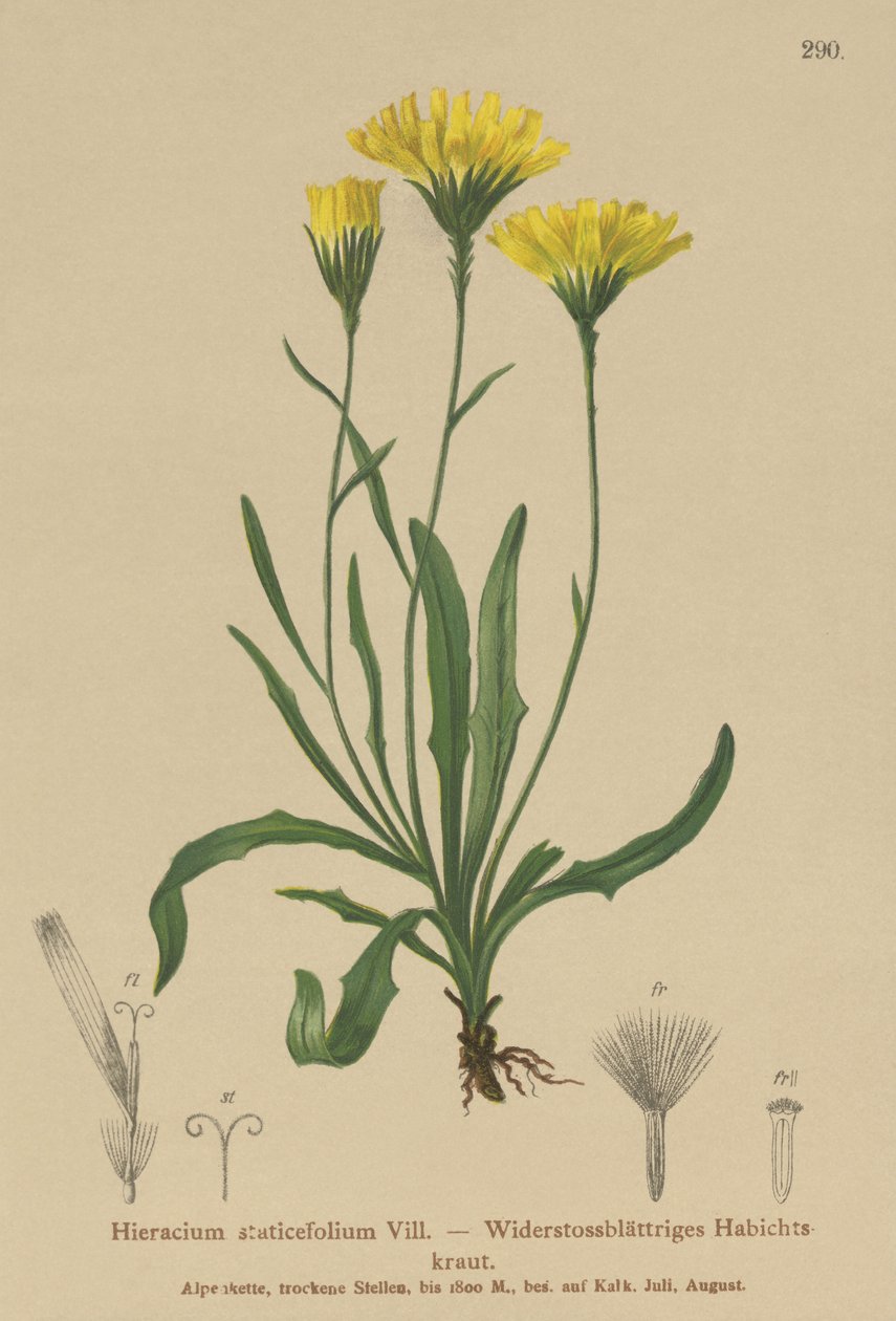 Milkwort ombrello (Hieracium staticefolium, Hieracium staticifolium, Tolpis staticifolia, Chlorocrepis staticifolium, Chlorocrepis staticifolia) da German School