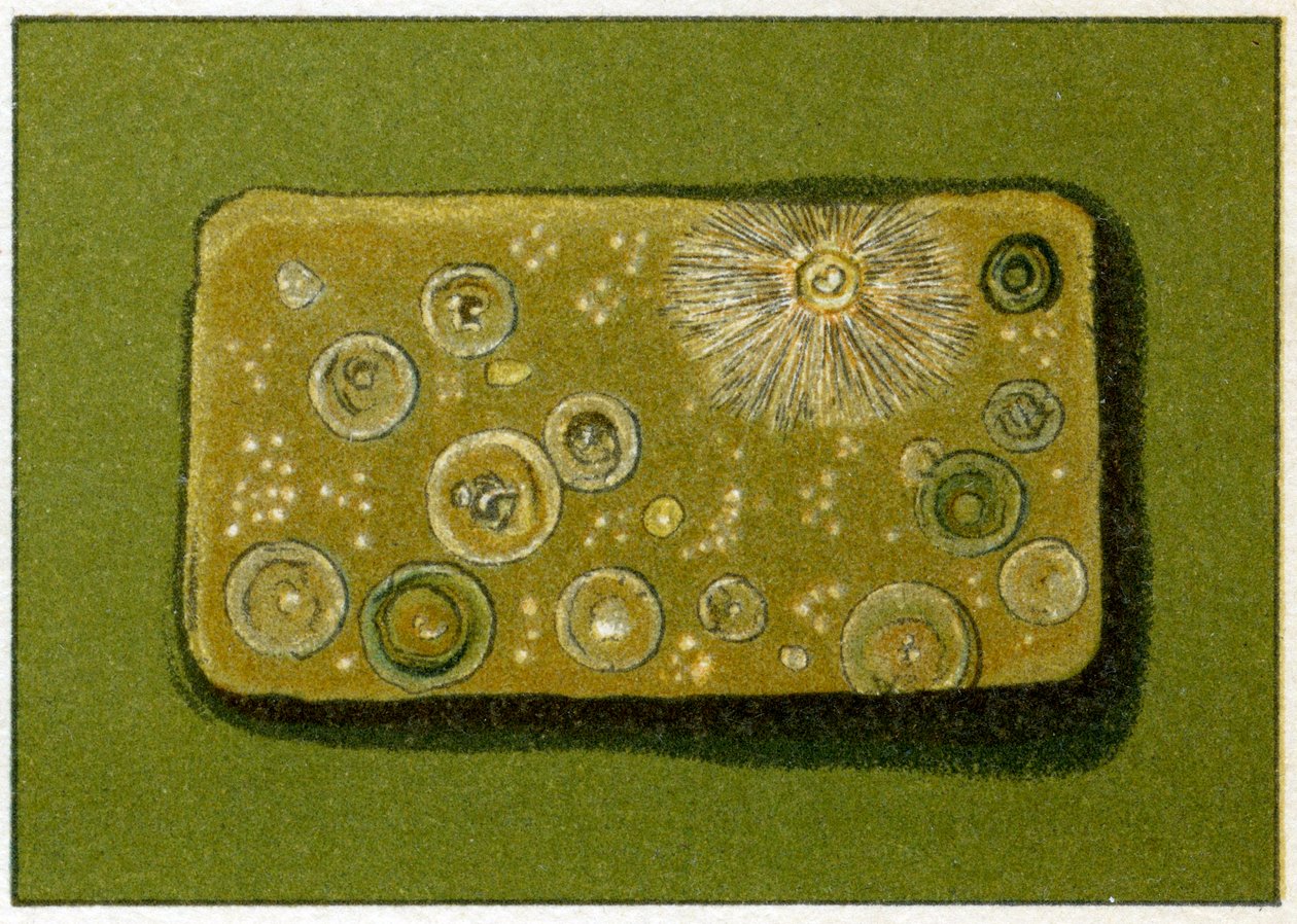 Livelli malsani di batteri nell
