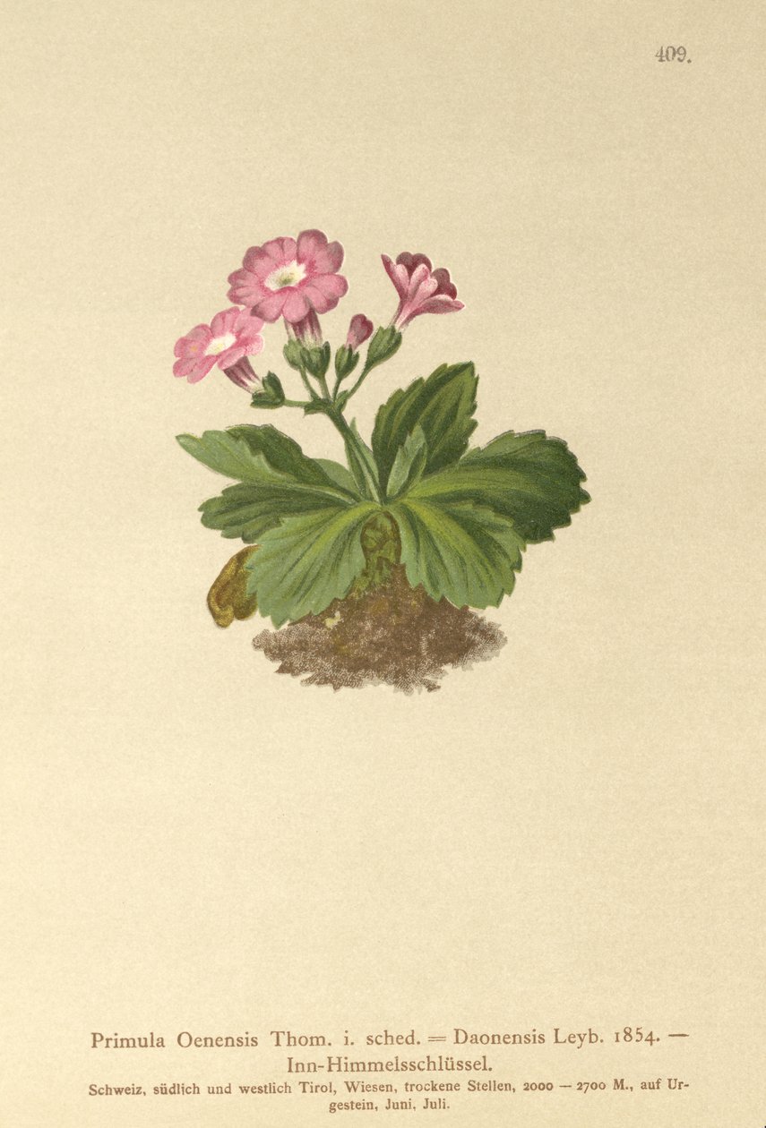 Primula della Val-Daone (Primula Oenensis, Primula Daonensis) da German School