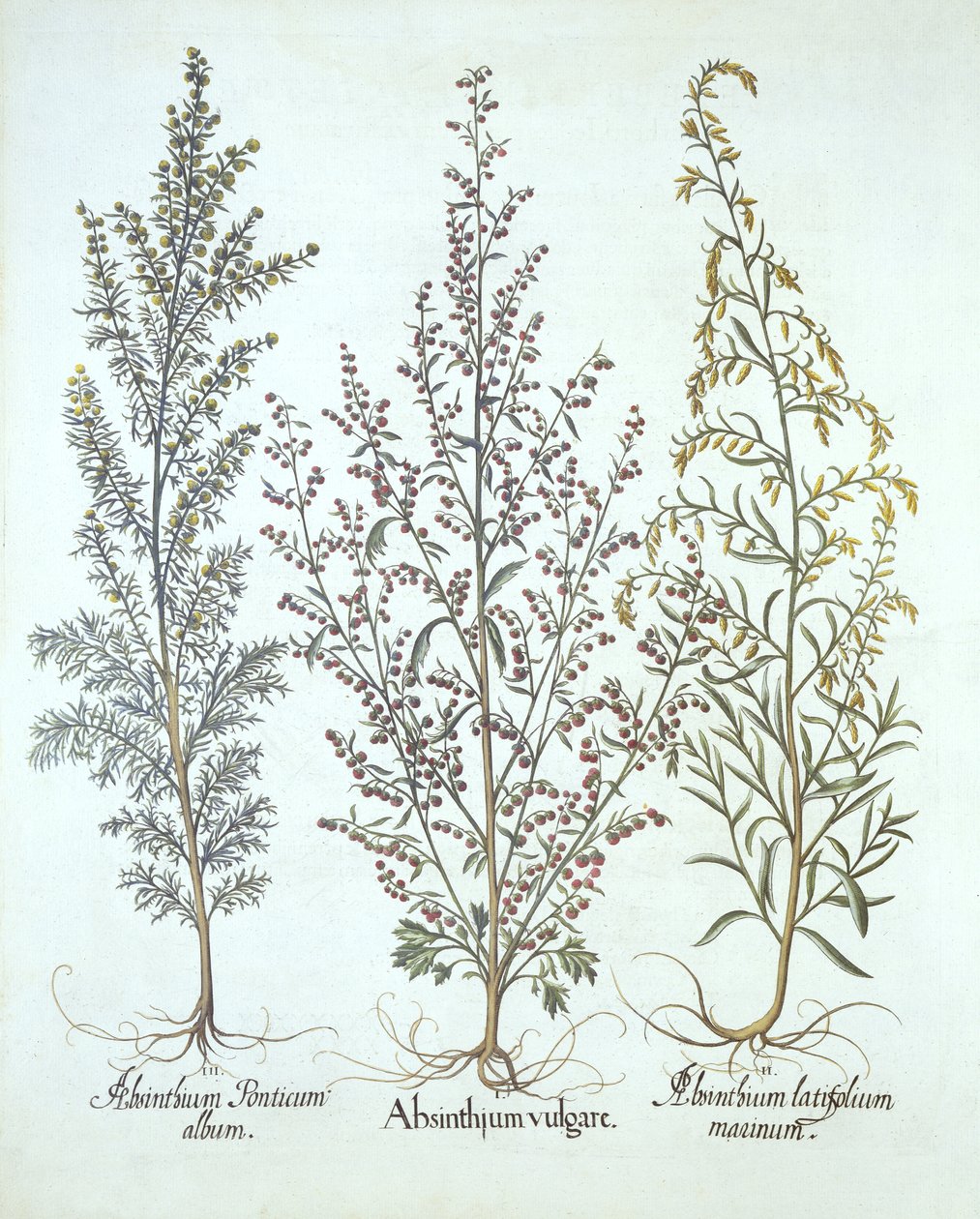 Varietà di assenzio, da Hortus Eystettensis, di Basil Besler, pub. 1613 da German School