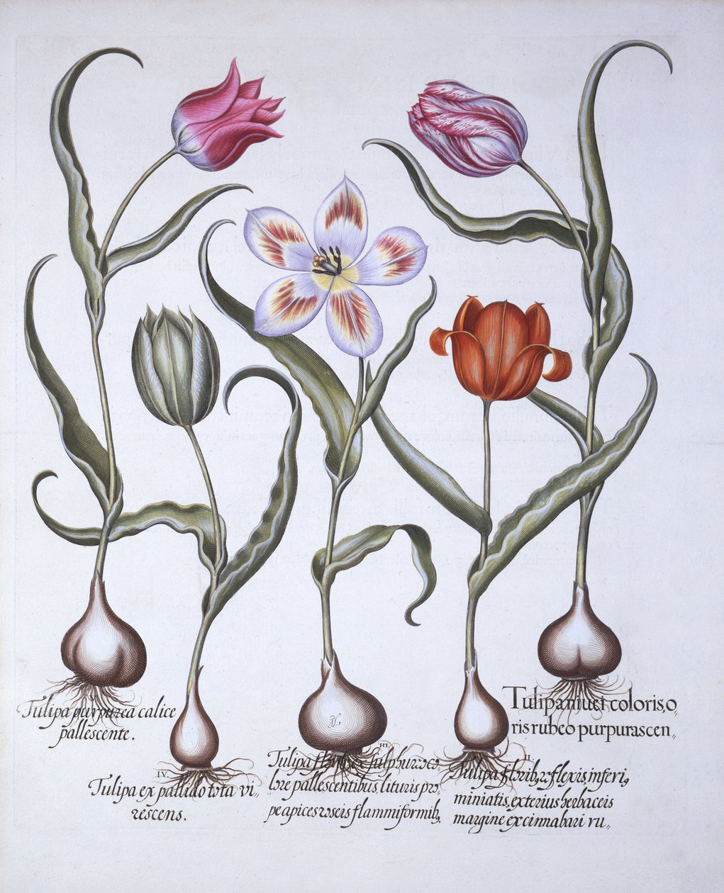 Varietà di Tulipano, da Hortus Eystettensis, di Basil Besler, pub. 1613 da German School