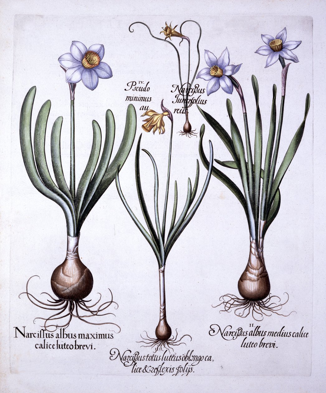 Varie narcisi, da Hortus Eystettensis, di Basil Besler, pub. 1613 da German School