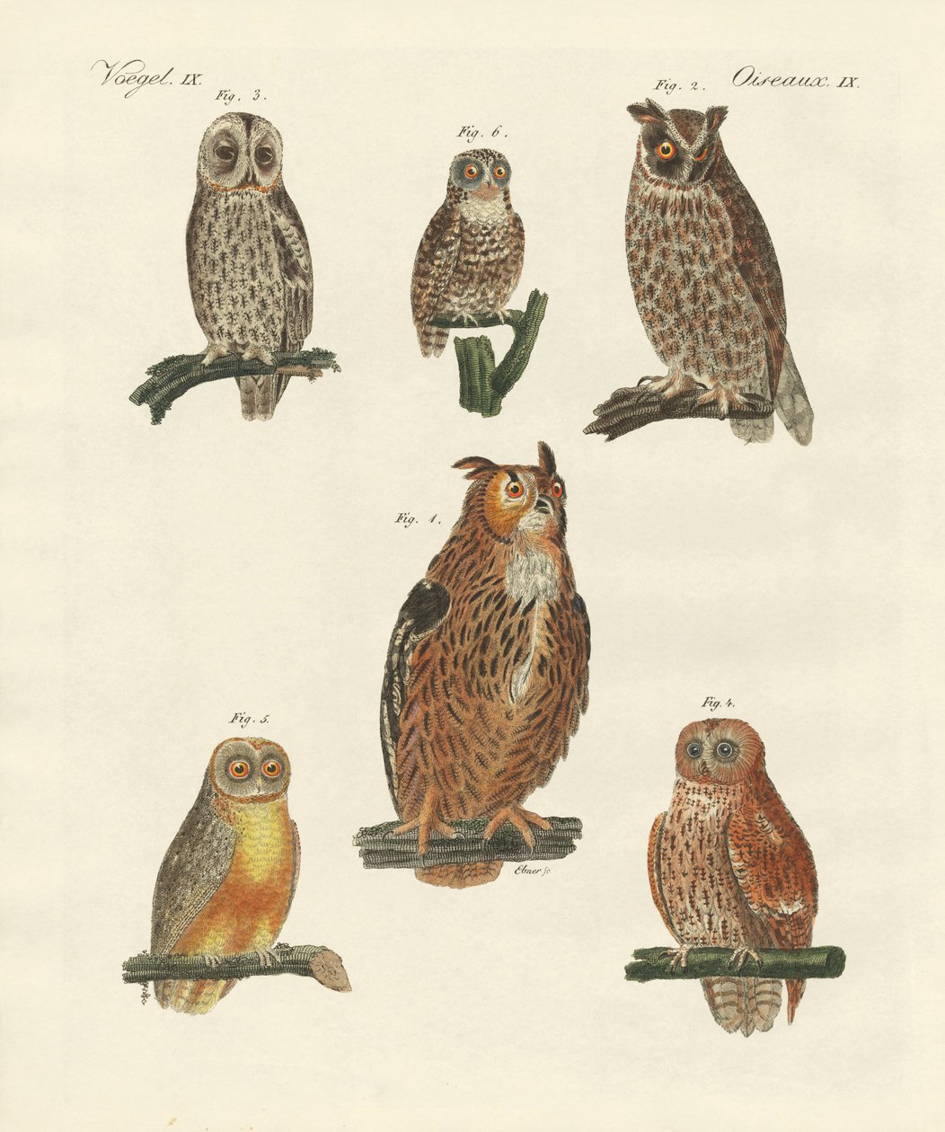 Varie specie di gufi da German School