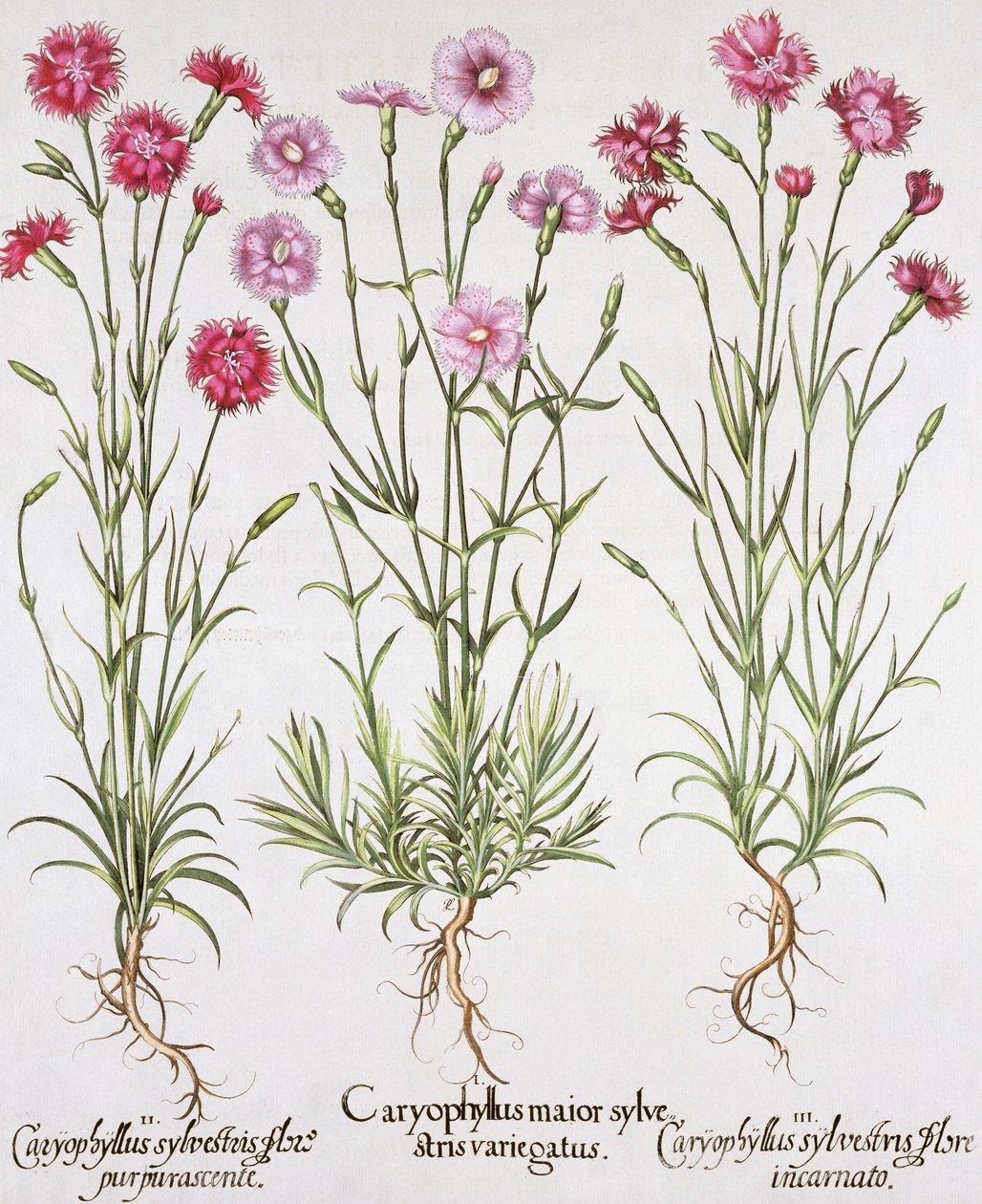 Varie varietà di Dianthus, da Hortus Eystettensis di Basil Besler, pub. 1613 da German School