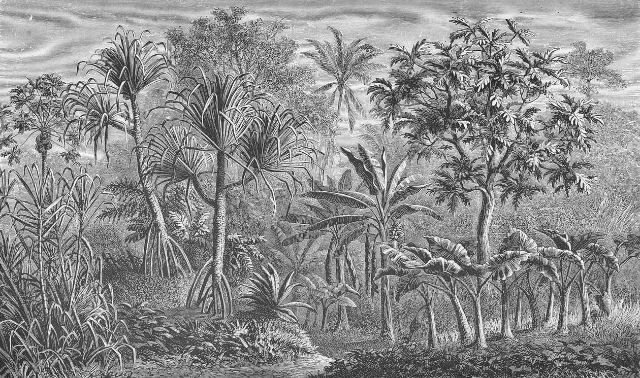 Vegetazione in India da German School