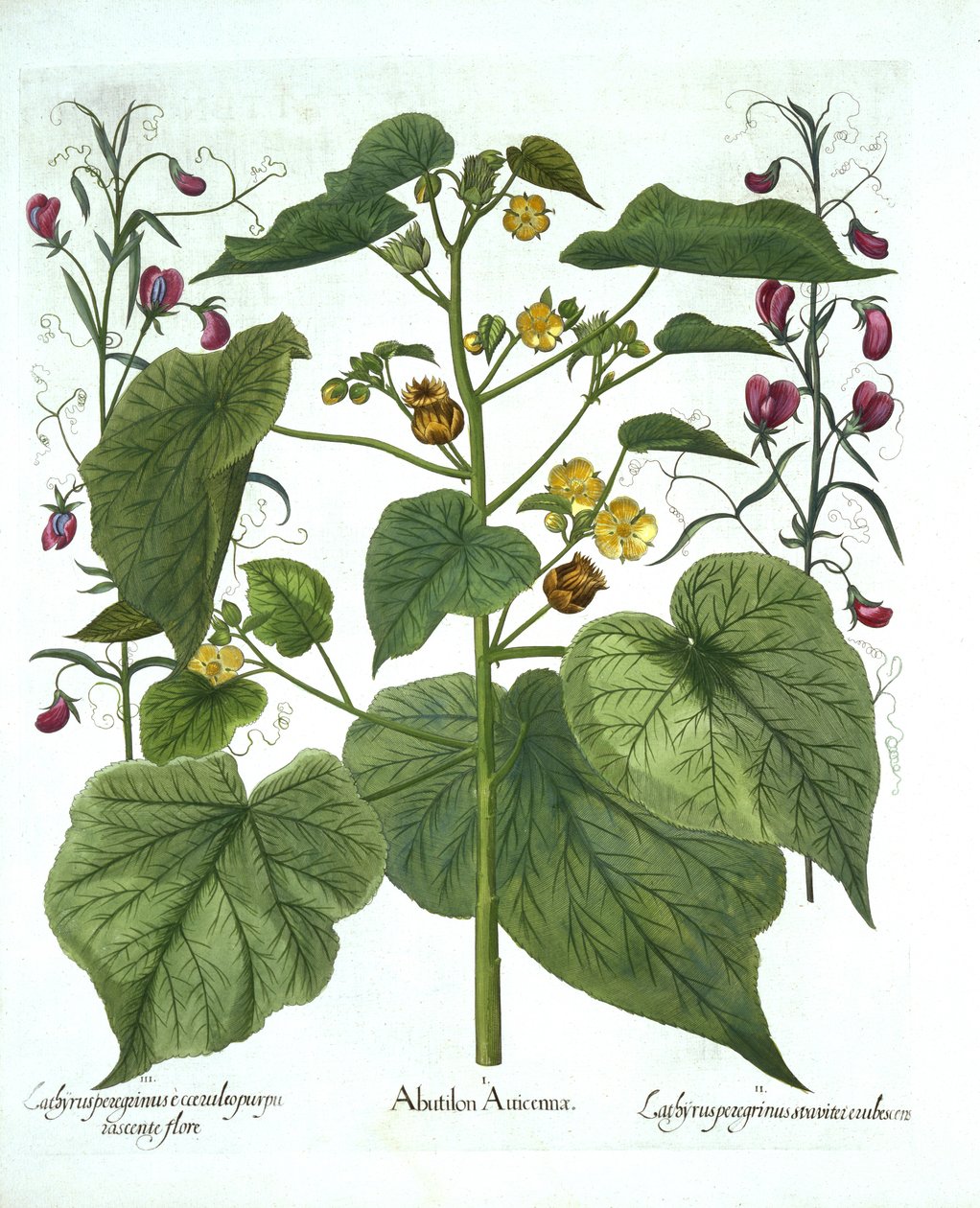 Malva vellutata e piselli odorosi, da Hortus Eystettensis, di Basil Besler, pub. 1613 da German School