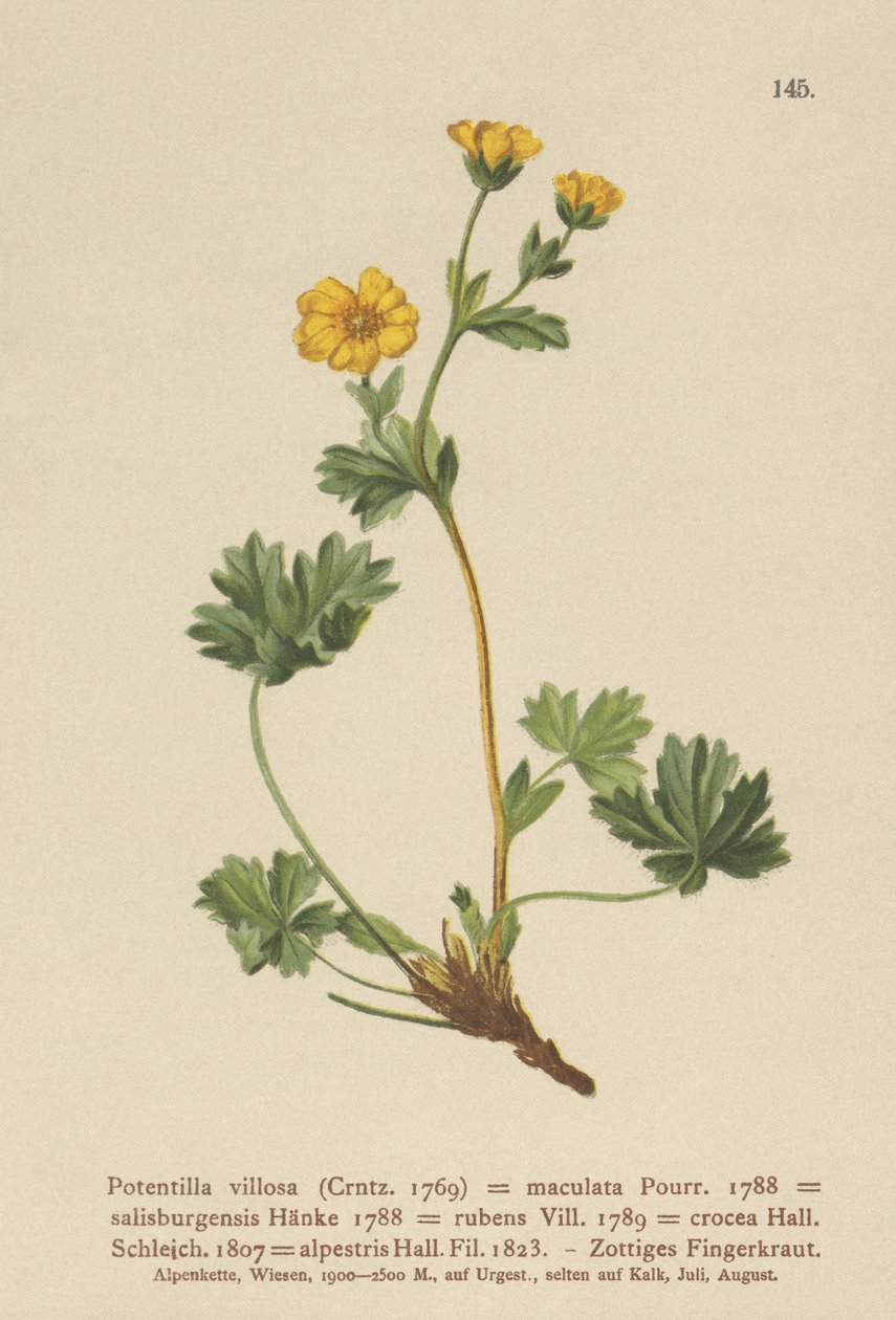 Cinquefoil villoso (Potentilla villosa, Potentilla maculata, Potentilla rubens, Potentilla crocea, Potentilla alpestris, Potentilla salisburgensis) da German School