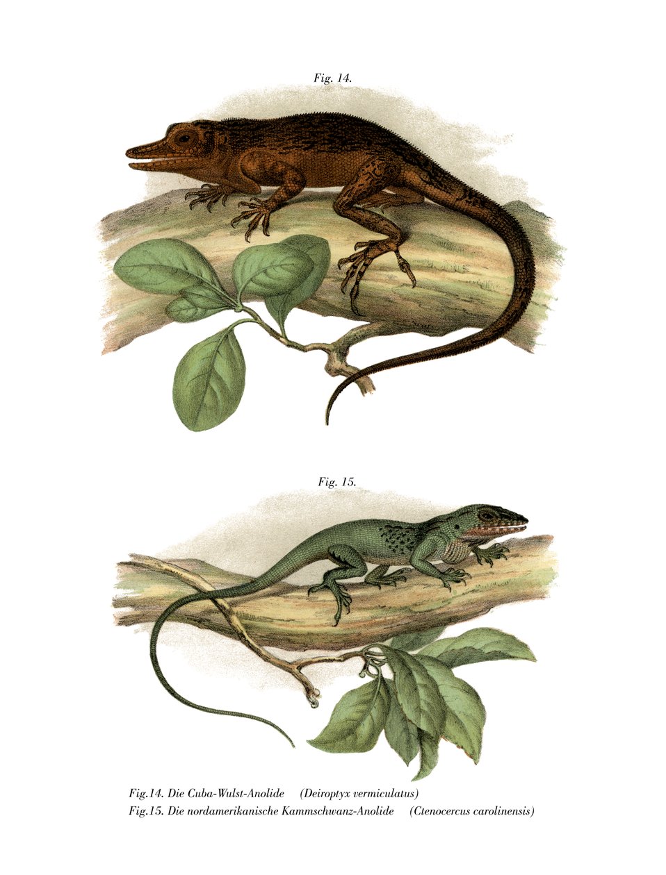 Anole di Vinales da German School