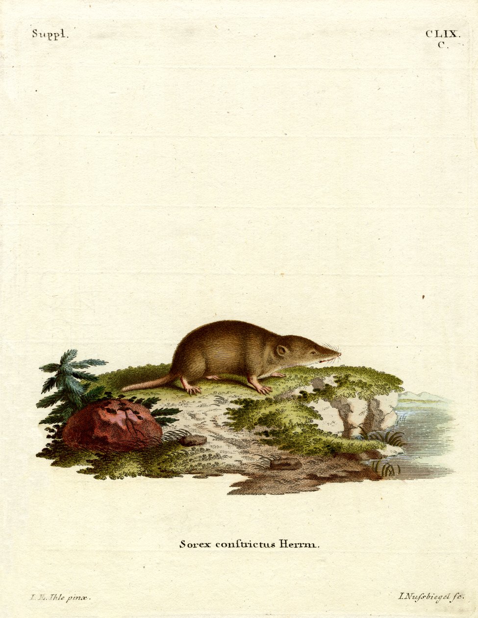Toporagno d