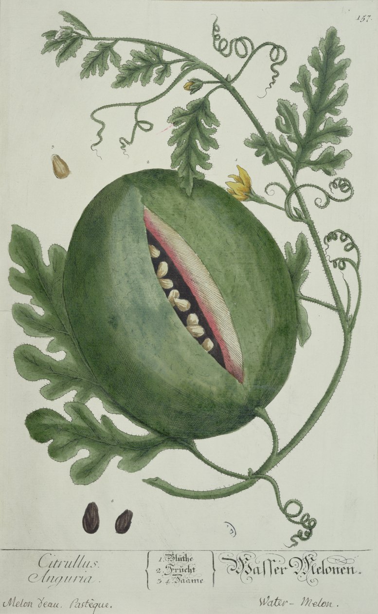Anguria, da A Curious Herbal, edizione tedesca, pubblicata nel 1757 da German School