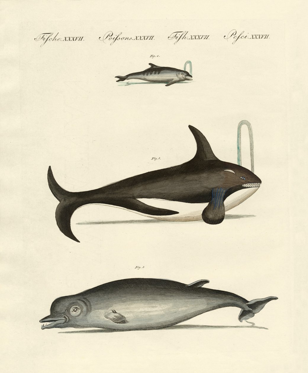 Balene e delfini da German School