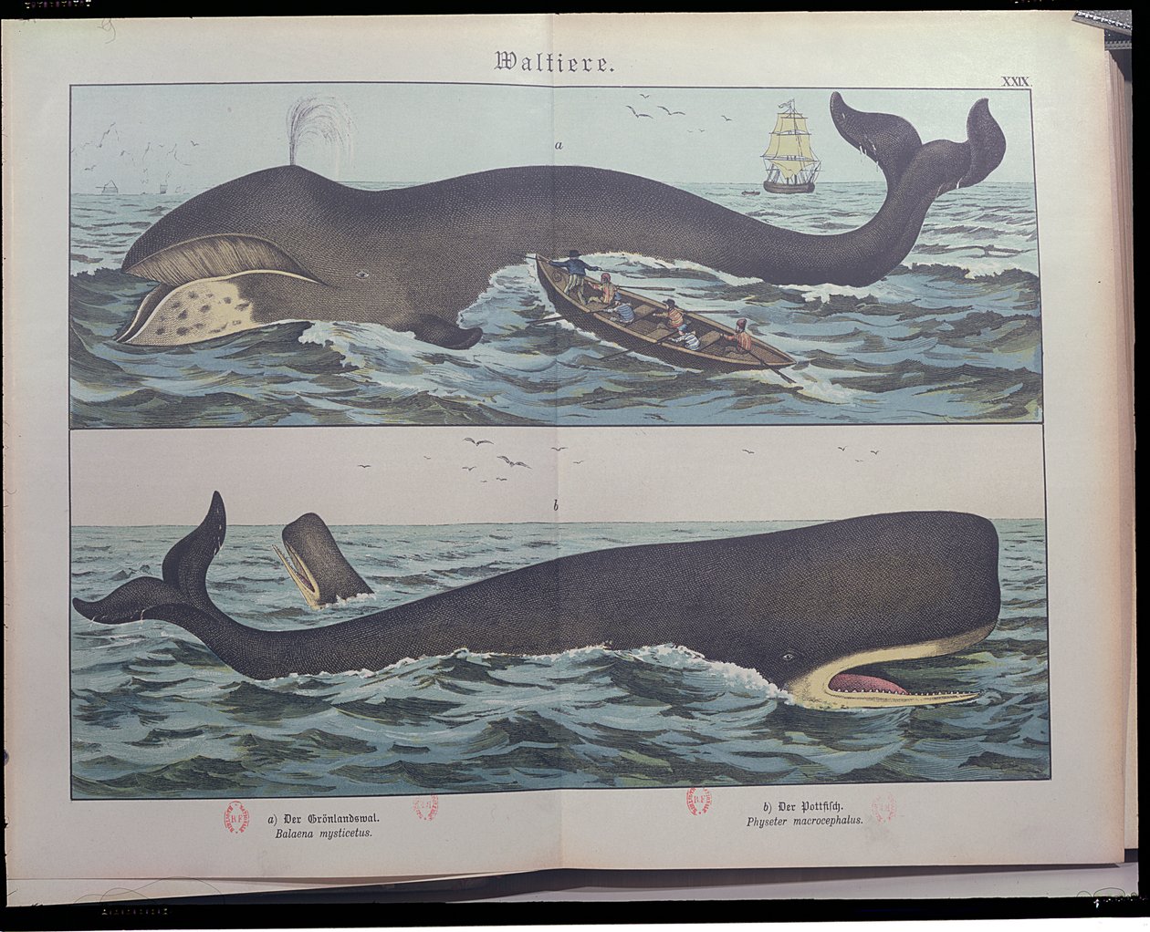 Caccia alla balena e capodoglio, da Storia naturale dei mammiferi (1861) di Gotthelf Heinrich von Schubert (1780-1860), pubblicato a Stoccarda, 1886 da German School