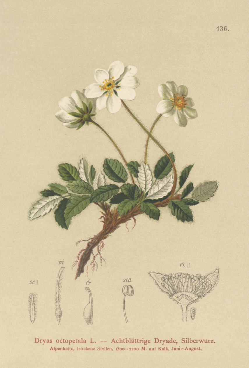 Dryas bianca da German School